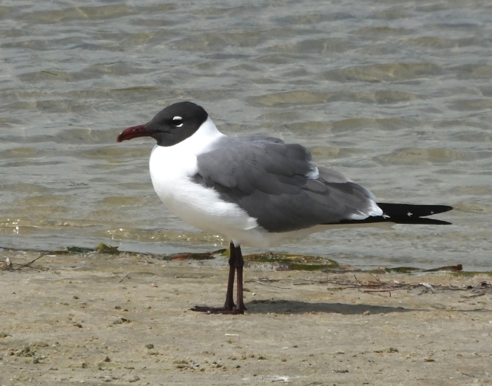 A Laughing Gull with a black head and dark grey wings standing on a sandy shoreline.