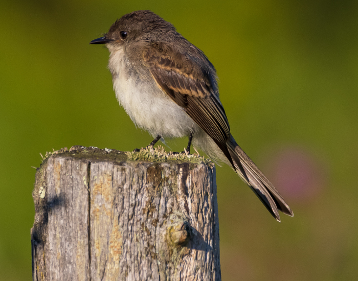A small Least Flycatcher with olive-gray plumage and distinct white eye rings perches upright on a weathered wooden fence post.