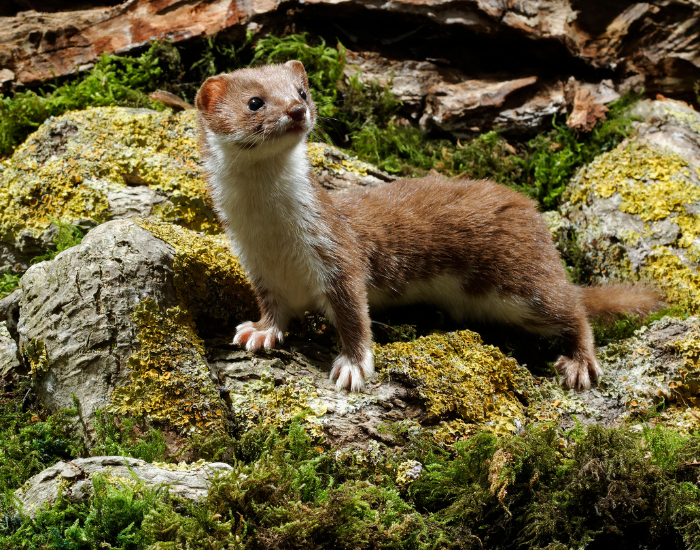A tiny least weasel with brown fur and a white underbelly perched on mossy rocks in a forest.