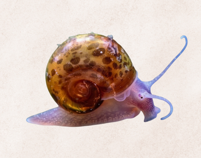 A leopard ramshorn snail features a translucent, pale purple body and a golden shell covered in dark brown spots, set against a textured off-white background.