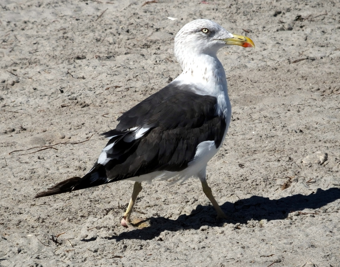 A Lesser Black-backed Gull walking along a sandy beach or shoreline.