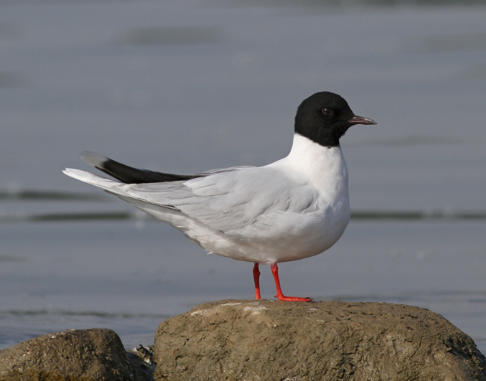 A small Little Gull with a black hood and white body perched on a rock