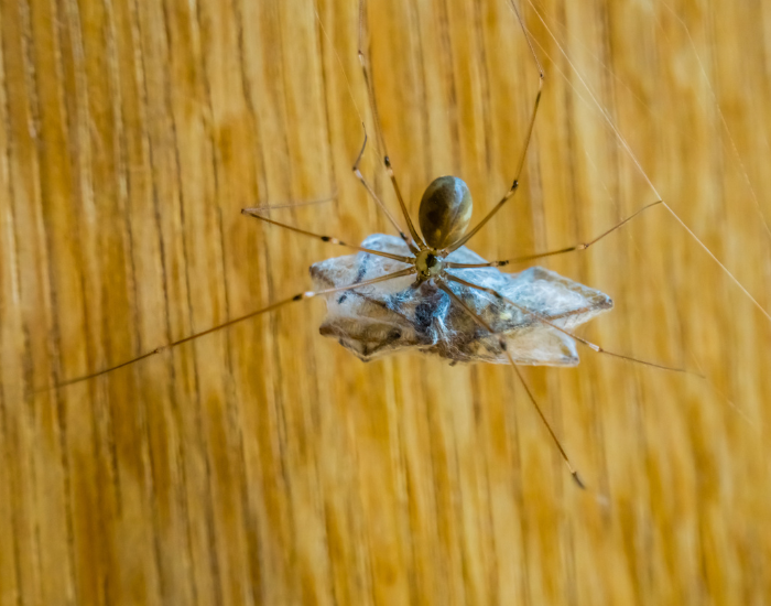 A long-bodied cellar spider with very long, slender legs hanging from a thin, wispy web, holding an egg sac.