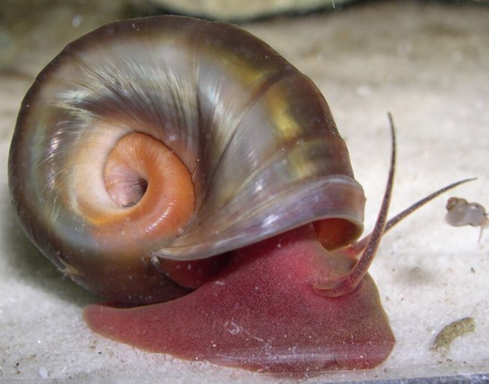 A large freshwater snail with a rich red body and a thick, translucent amber-colored coiled shell crawls across light-colored aquarium sand.