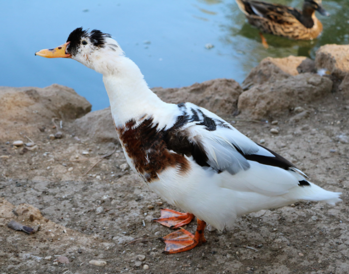 A black-and-white patterned Magpie duck standing on a sandy shore near water.