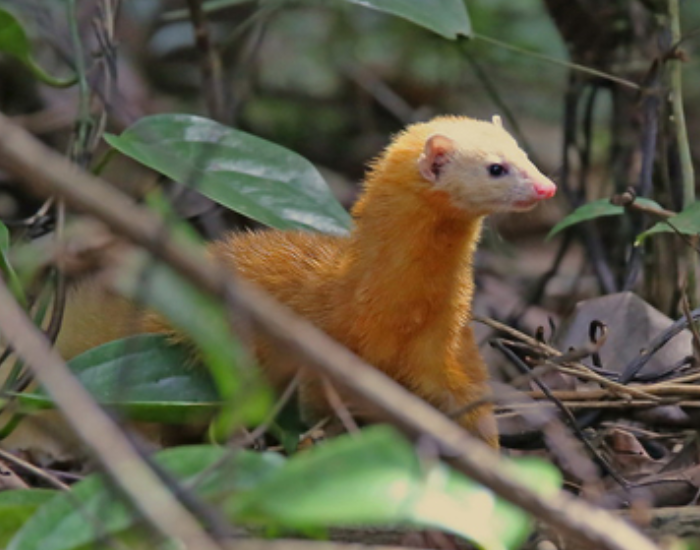 A bright reddish-orange Malayan weasel navigating through forest foliage.