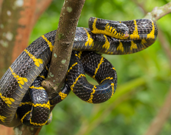 a Mangrove Snake coiled on a tree branch