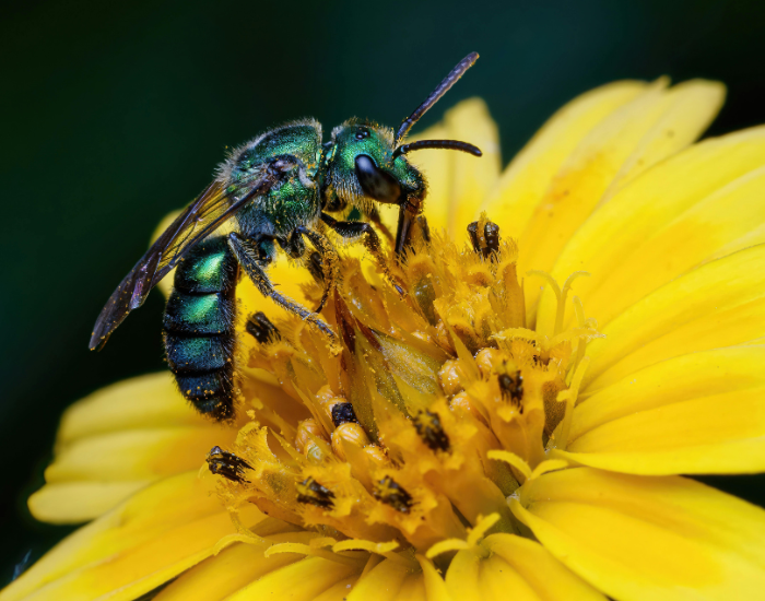 a Metallic Blue Sweat Bee on top of a yellowe flower