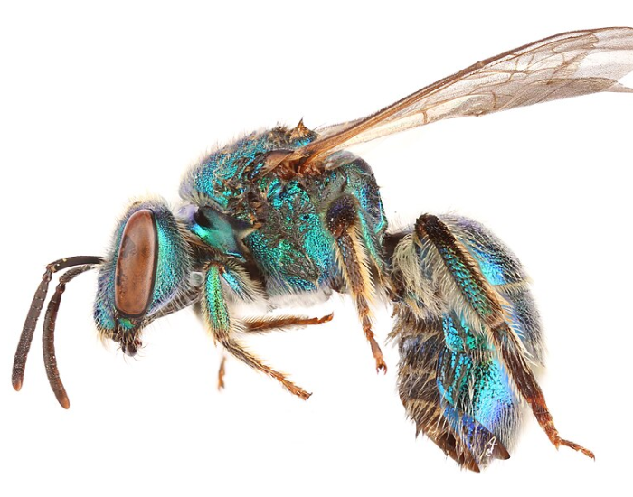 close up of a Metallic Epauletted Sweat Bee isolated on a white background