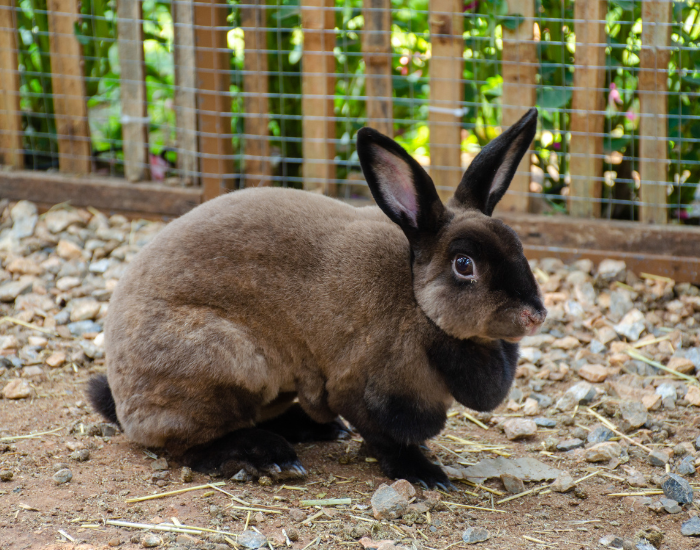 A small brown Mini Rex rabbit sitting outdoors in a dirt and gravel enclosure.