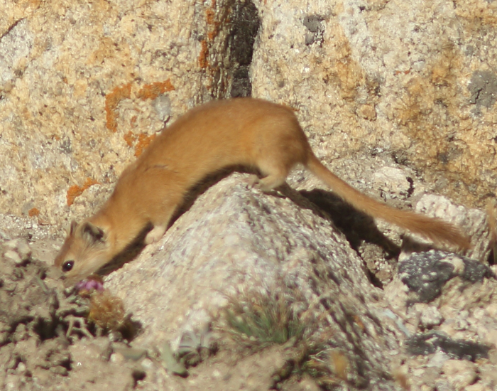 A pale brown mountain weasel scrambling over rough, tan rocks.