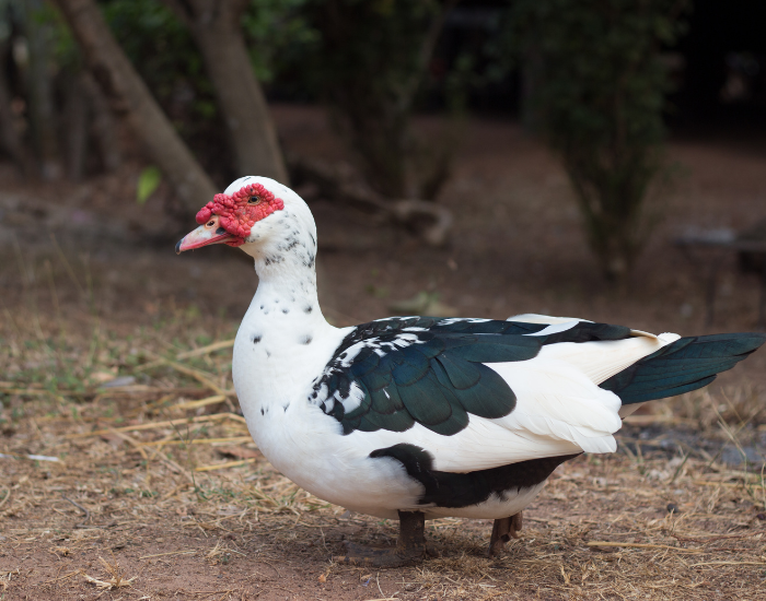 A Muscovy duck with black and white feathers and red caruncles on its face standing on dirt.