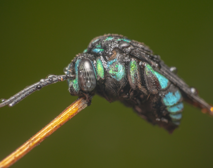 close uo macro photo of a Neon Cuckoo Bee on top of a thin stick