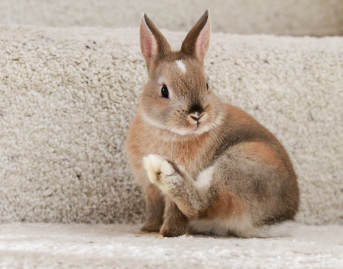 A tiny brown Netherland Dwarf rabbit grooming its front paw on a concrete surface.