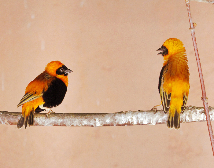 Two Northern Red Bishops with vivid red and black feathers perched together on a thin branch.