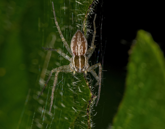 A brown, patterned nursery web spider resting on a leaf near its silken web.