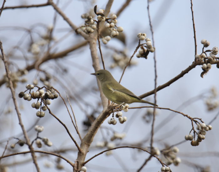 A small, subtly colored Olive-green Orange-crowned Warbler perched on a delicate branch covered in small white berries.