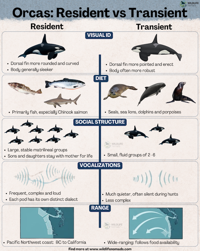 Comparative infographic detailing the visual differences, diet, social structure, vocalization dialects, and range between Resident and Transient orcas.