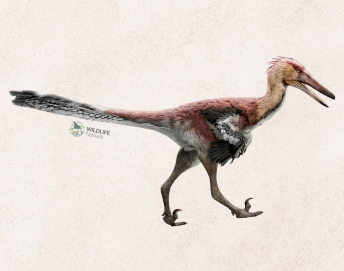 illustration of an Parvicursor remotus