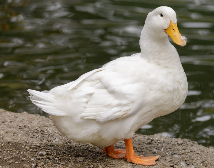 A white Pekin duck with a bright yellow bill standing on a stone ledge by water.