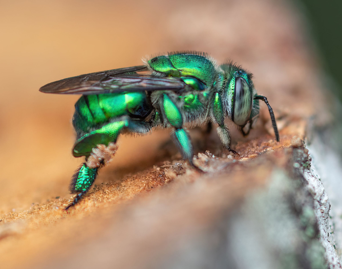 a Pure Green Sweat Bee close standing alone