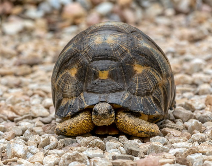 A Radiated Tortoise faces the camera directly, resting on a field of light-colored gravel. Its highly domed shell features striking, starburst-like yellow patterns against a dark brown surface.