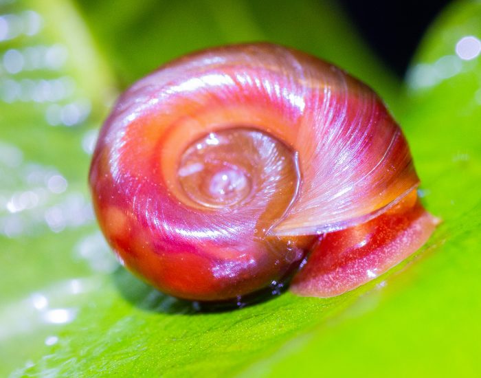 close up of a Red Ramshorn snail on a green shiny surface , probably a leaf