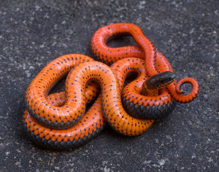 a Ring-Necked Snake coiled on the ground