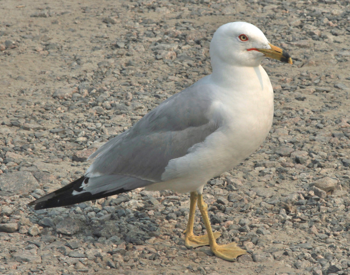 A Ring-billed Gull standing on a sandy or gravelly ground, showing the distinct black ring on its yellow bill