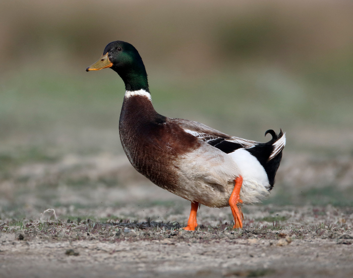 A male Rouen duck with a glossy green head and brownish body standing on sandy ground.