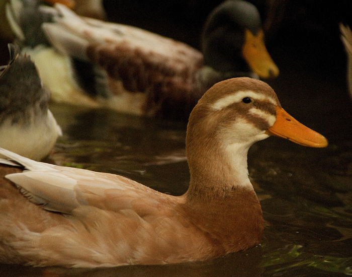 A brown and cream-colored Saxony duck swimming in dark water.