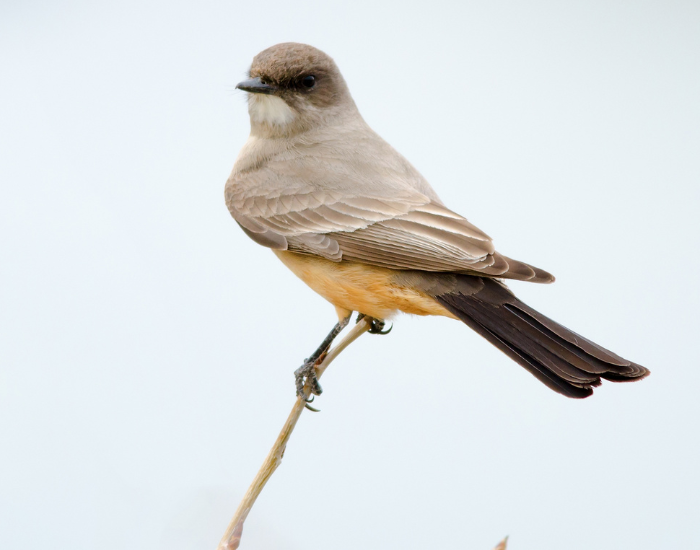 A Say's Phoebe with a soft gray-brown upper body and a warm, cinnamon-colored belly perched delicately on a thin twig.