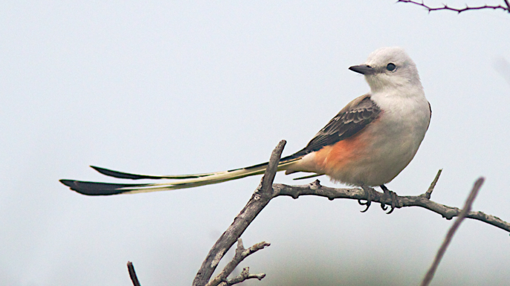 a Scissor-Tailed Flycatcher on top of a tree branch