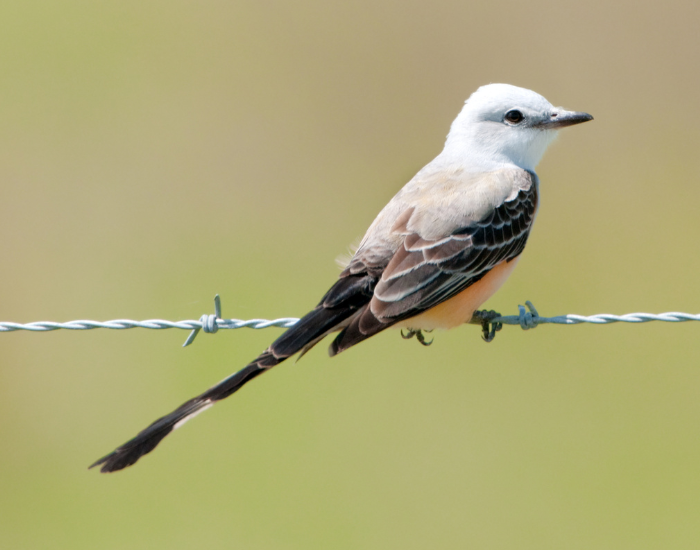 a Scissor-Tailed Flycatcher perched on a fence