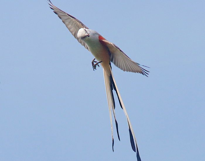 a Scissor-Tailed Flycatcher tree mid flight with its wings extended
