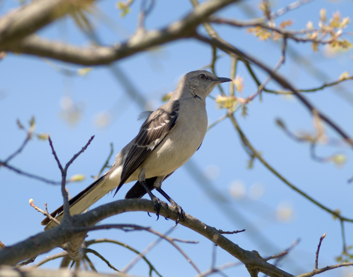 a Scissor-tailed Flycatcher with shorter tail perched in a tree