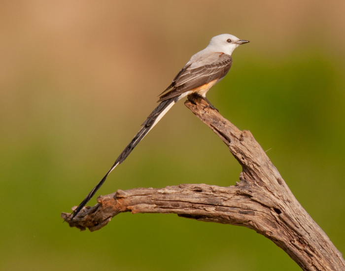 Scissor-Tailed-Flycatcher-tree-4.webp a Scissor-Tailed Flycatcher perched on a tree