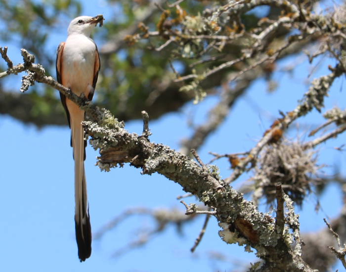 Scissor-tailed Flycatchers on top of a tree