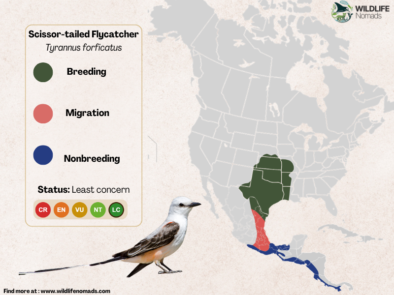 Scissor-tailed-Flycatcher-distribution-map.webp A color-coded distribution map of the Scissor-tailed Flycatcher in North and Central America, showing green for breeding, red for migration, and blue for nonbreeding ranges.