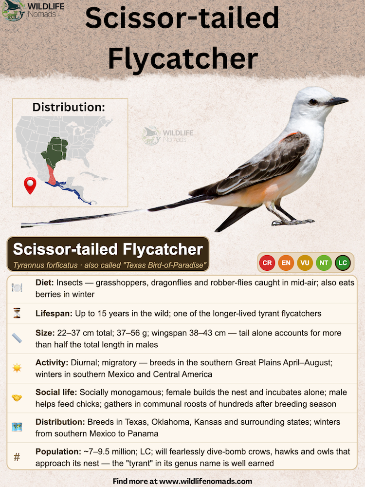 An educational species profile from Wildlife Nomads for the Scissor-tailed Flycatcher, featuring an illustration of the bird, a map showing its breeding, migration, and nonbreeding ranges, and facts about its diet, lifespan, size, and social behavior.