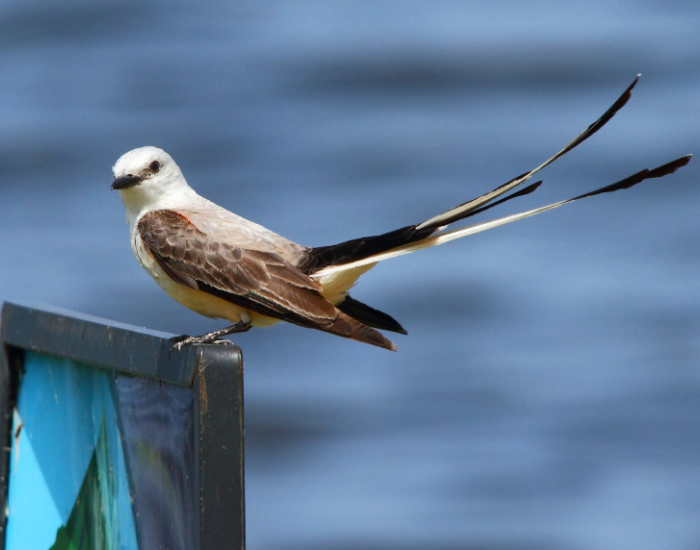 A Scissor-tailed Flycatcher with pale gray plumage and remarkably long, deeply forked tail feathers perching near water.