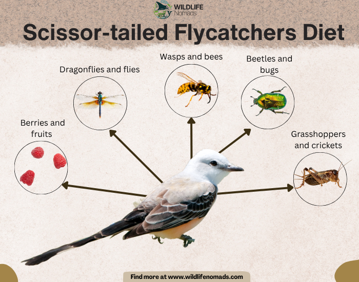 An educational infographic by Wildlife Nomads titled "Scissor-tailed Flycatchers Diet," showing a central illustration of a Scissor-tailed Flycatcher with arrows pointing to circular icons representing its diet: berries and fruits, dragonflies and flies, wasps and bees, beetles and bugs, and grasshoppers and crickets.