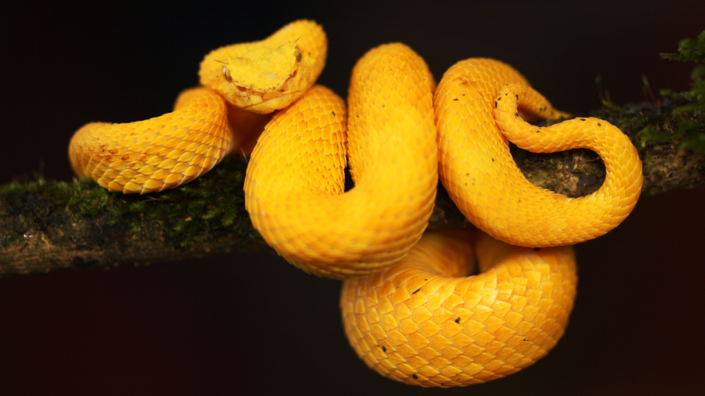 an Eyelash Viper coiled on a tree branch