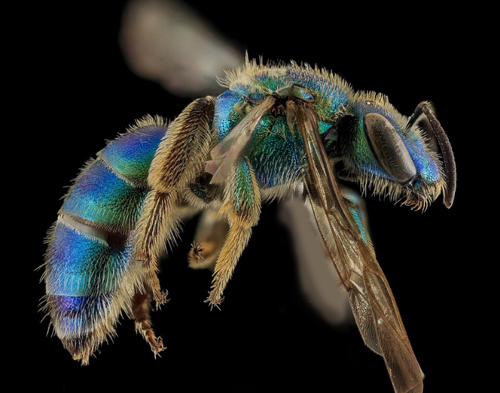 close up of a Sculptured Sweat Bee isolated on black background
