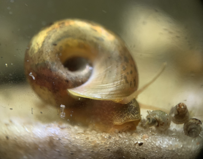 Seminole-Ramshorn snail clos eup photography