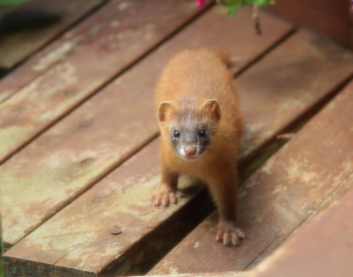 A Siberian weasel with yellowish-brown fur emerging from a gap between wooden planks.
