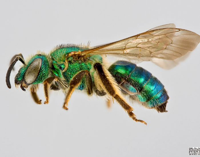 a Silky Striped Sweat Bee isolated with white background