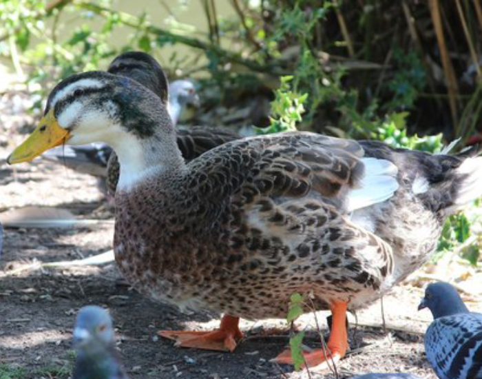 a Silver Appleyard in captivity