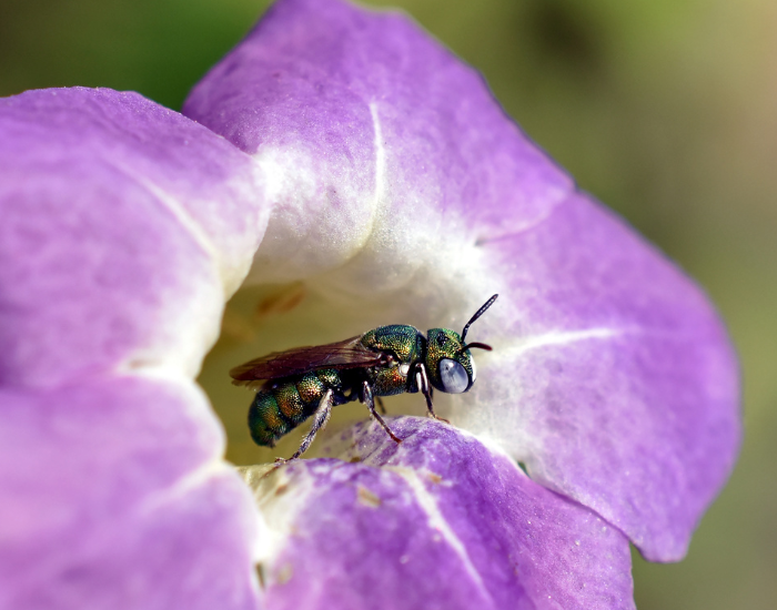 a Small Carpenter Bee in side of a pink flower