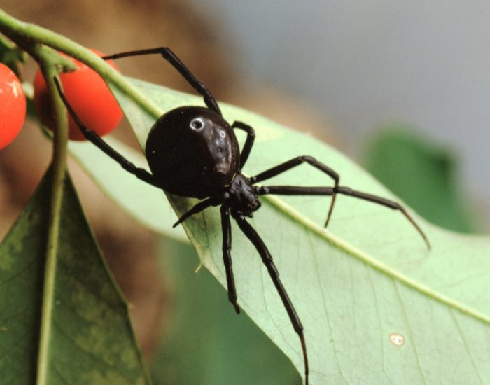 A shiny black southern black widow spider with a round abdomen, sitting on a leaf next to bright red berries.